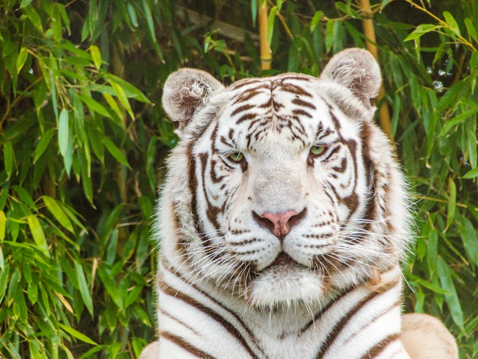 Zoo d'Asson - Tigre blanc - Pau Béarn